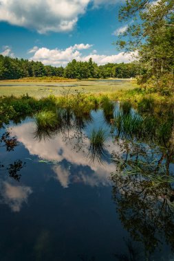 Bataklık bataklık doğa manzarası Aydınlık bir yaz gününde