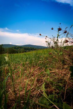 Uzakta dağlar olan bir yaz tarlasının ufuklarında ağaçlar.