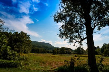 Uzakta dağlar olan bir yaz tarlasının ufuklarında ağaçlar.
