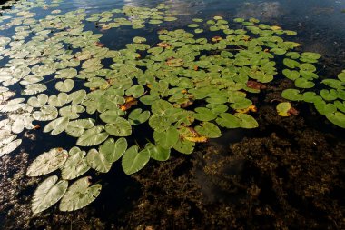 Göl manzarasında huzurlu yaz nilüferleri