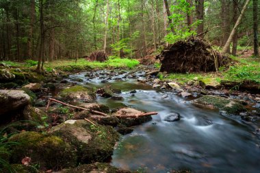 Yaz günü orman suyu hareket bulanıklığı dalgalarıyla