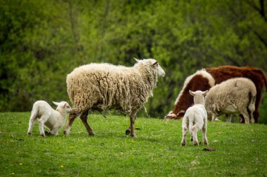 Baharın erken saatlerinde çiftliğin yamacında iki bebeği olan anne koyun.