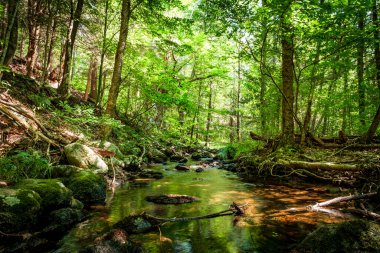 Yaz günü orman suyu hareket bulanıklığı dalgalarıyla