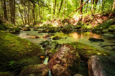 Yaz günü orman suyu hareket bulanıklığı dalgalarıyla