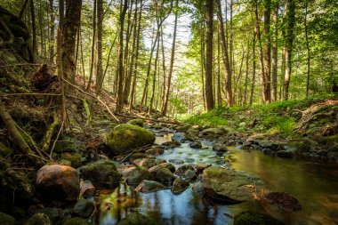 Yaz günü orman suyu hareket bulanıklığı dalgalarıyla