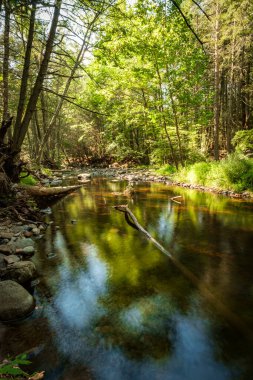 Yaz günü orman suyu hareket bulanıklığı dalgalarıyla