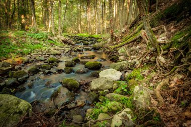 Yaz günü orman suyu hareket bulanıklığı dalgalarıyla