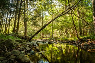 Yaz günü orman suyu hareket bulanıklığı dalgalarıyla