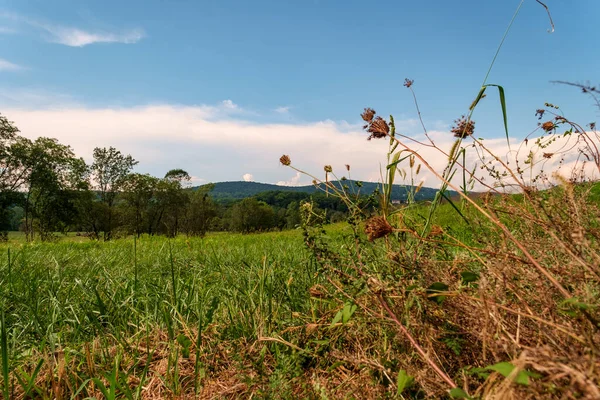 Uzakta dağlar olan bir yaz tarlasının ufuklarında ağaçlar.