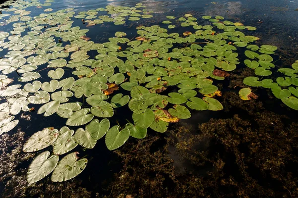 Göl manzarasında huzurlu yaz nilüferleri