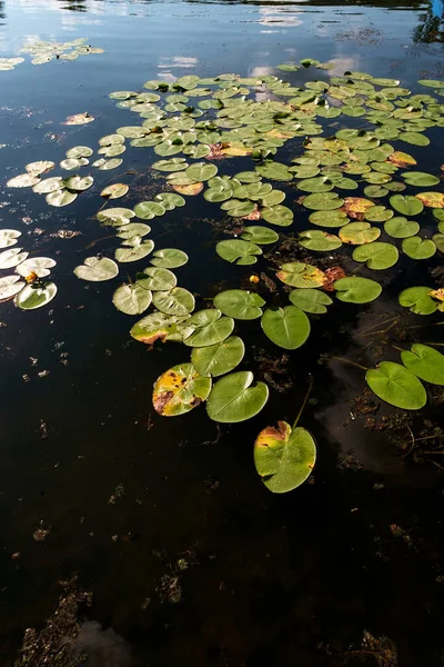 Göl manzarasında huzurlu yaz nilüferleri