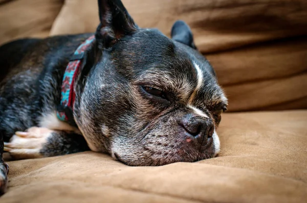 Viejo Abigarrado Boston Terrier Crianza Perro Relajante Sofá — Foto de Stock