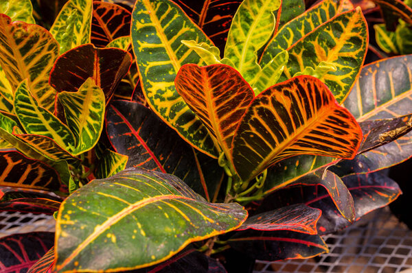 Closeup variegated foliage croton petra plant colored red and green 