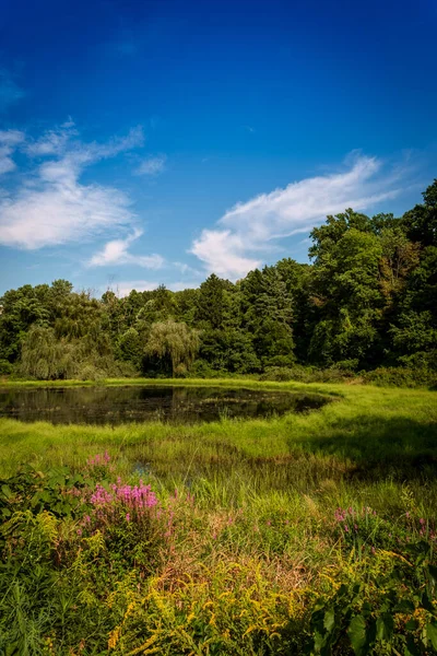 Yaz güneşi manzaralı küçük bir gölet.