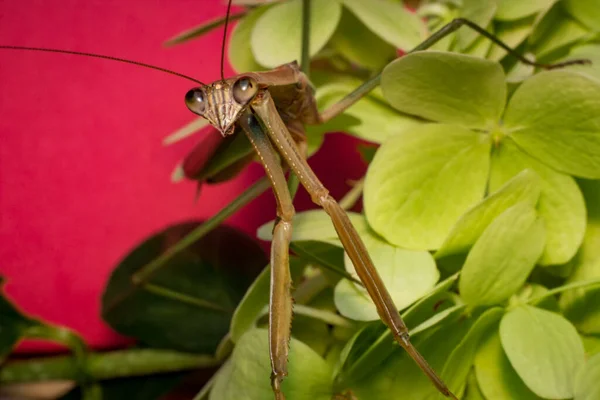 Närbild Makro Stora Kinesiska Mantis Insekt — Stockfoto