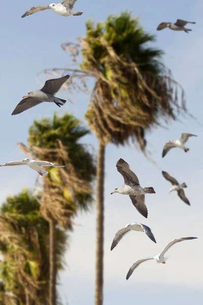 Gaviota Volando Por Aire Pasando Por Palmeras Naturales California — Foto de Stock