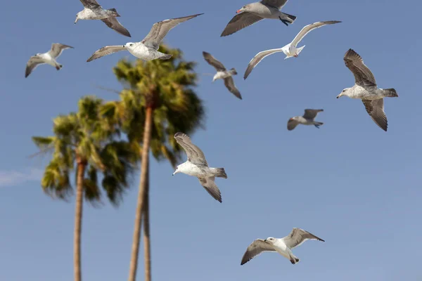 Gaviota Volando Por Aire Pasando Por Palmeras Naturales California — Foto de Stock