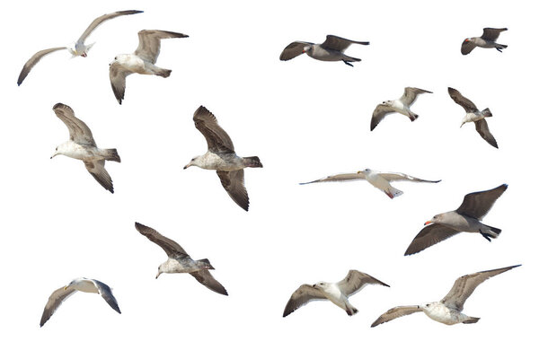 Many different flying seagulls isolated on white background