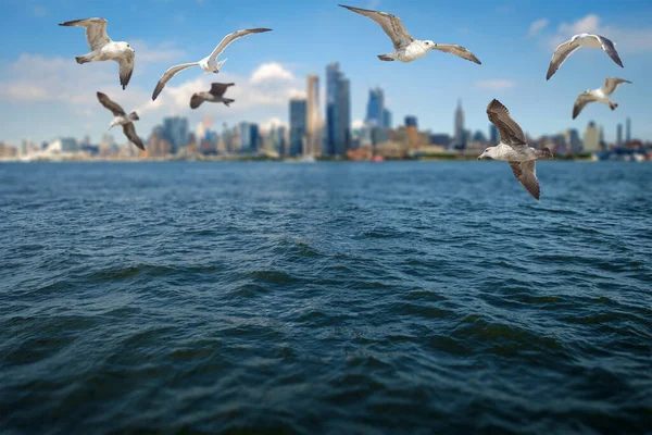 Les Mouettes Volent Devant Magnifique Skyline New York — Photo