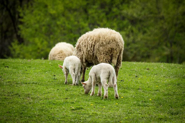 Mère Moutons Avec Deux Bébés Sur Colline Ferme Début Printemps — Photo