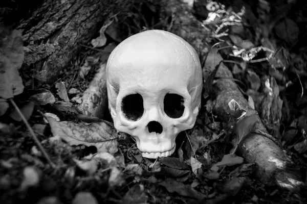 Spaventoso Halloween Scheletro Umano Decorazione Del Cranio Natura — Foto Stock