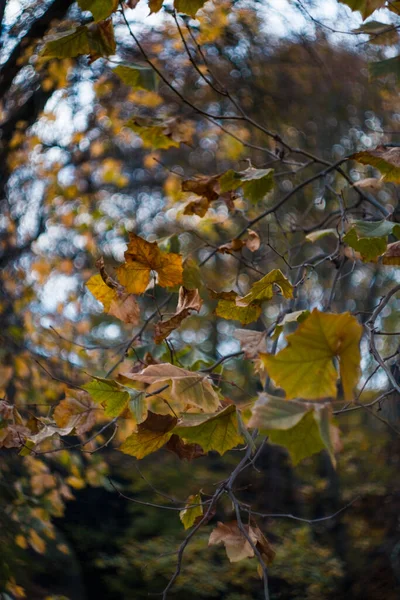 Herbstblätter Auf Ästen Mit Cremigem Hintergrund Bokeh Wirbel — Stockfoto