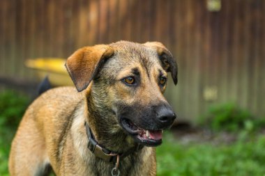 Anadolu çoban köpeği bir yaz günü bahçede oynuyor.