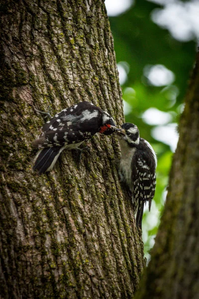 Kleiner Nordamerikanischer Flaumspecht Auf Baum — Stockfoto