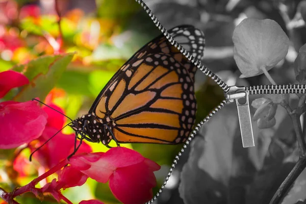 Cremallera Abre Imagen Blanco Negro Para Revelar Vívida Mariposa Monarca —  Fotos de Stock