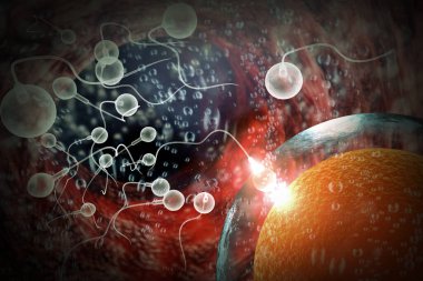 Doğurgan bir insan yumurtasını hamile bırakmak için sperm yarışı.