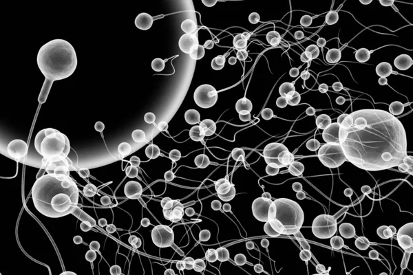 Doğurgan Bir Insan Yumurtasını Boyutlu Dijital Resimle Döllemek Için Sperm — Stok fotoğraf