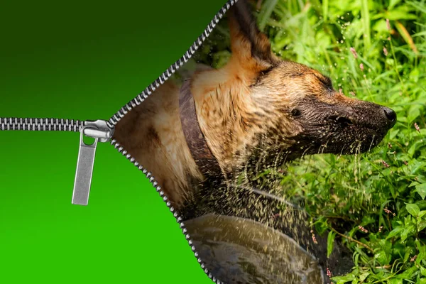 Cão Molhado Treme Para Secar Com Conceito Abertura Zíper — Fotografia de Stock