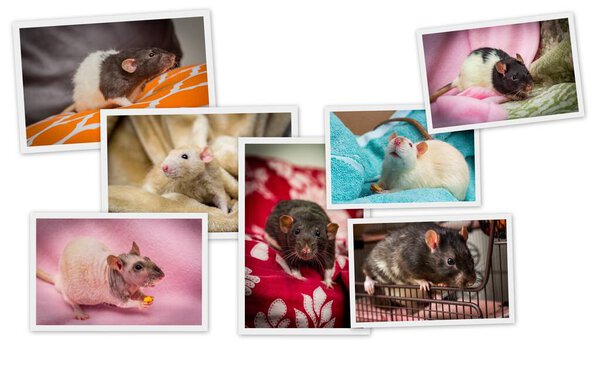 Variety of common and popular colors and coat types of pet fancy rats shown in collage