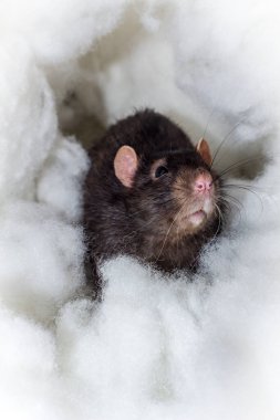 Melek gibi sevimli Berkshire 'lı kara sıçan cennetteki bulutlarda oynuyor.