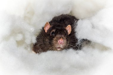 Melek gibi sevimli Berkshire 'lı kara sıçan cennetteki bulutlarda oynuyor.