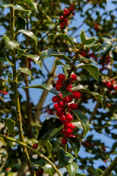 Primer Plano Bayas Maduras Rama American Holly Brillante Día Soleado —  Fotos de Stock