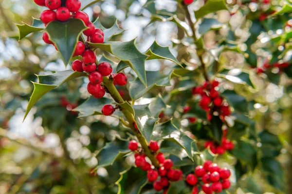 Fechar Bagas Maduras Ramo Americano Holly Árvore Dia Verão Ensolarado — Fotografia de Stock