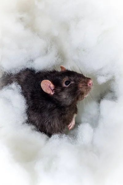 Animaux Angéliques Fantaisie Berkshire Rat Noir Jouer Dans Les Nuages — Photo