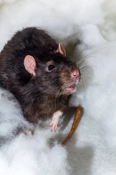 Animaux Angéliques Fantaisie Berkshire Rat Noir Jouer Dans Les Nuages — Photo