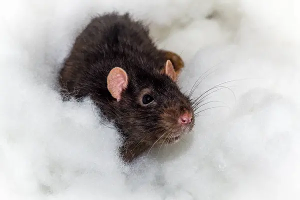 Animaux Angéliques Fantaisie Berkshire Rat Noir Jouer Dans Les Nuages — Photo