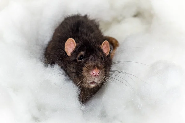 Animaux Angéliques Fantaisie Berkshire Rat Noir Jouer Dans Les Nuages — Photo