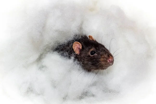 Animaux Angéliques Fantaisie Berkshire Rat Noir Jouer Dans Les Nuages — Photo