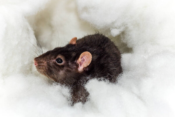 Angelic pet fancy berkshire black rat playing in the heavenly clouds
