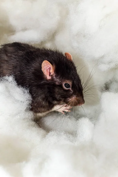 Angelic Pet Fancy Berkshire Black Rat Playing Heavenly Clouds — Stock Photo, Image