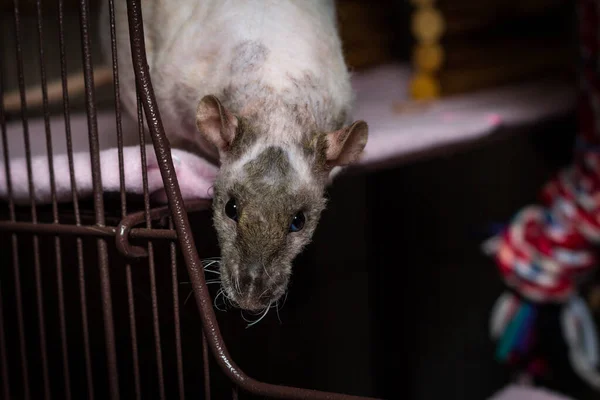 Friendly Double Rex Patchwork Chlupatý Pet Rat Exploring Cage — Stock fotografie
