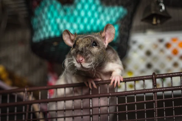 Amical Double Rex Patchwork Sans Poils Rat Animal Explorant Cage — Photo