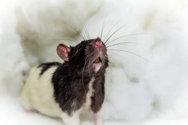 Angelic Animal Compagnie Fantaisie Rat Capuchon Jouer Dans Les Nuages — Photo