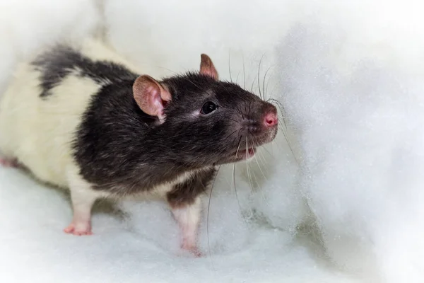 Angelic Animal Compagnie Fantaisie Rat Capuchon Jouer Dans Les Nuages — Photo