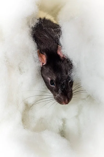Angelic Animal Compagnie Fantaisie Rat Capuchon Jouer Dans Les Nuages — Photo