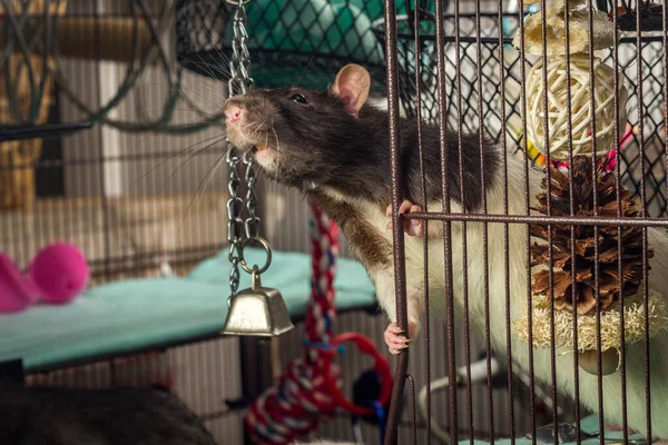 Friendly Pet Fancy Hooded Rat Looking Out Open Cage — Stock Photo, Image